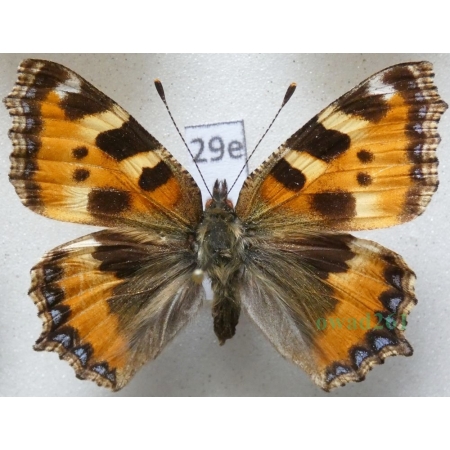 Aglais urticae (Linnaeus, 1758) Rusałka pokrzywnik Poland29e
